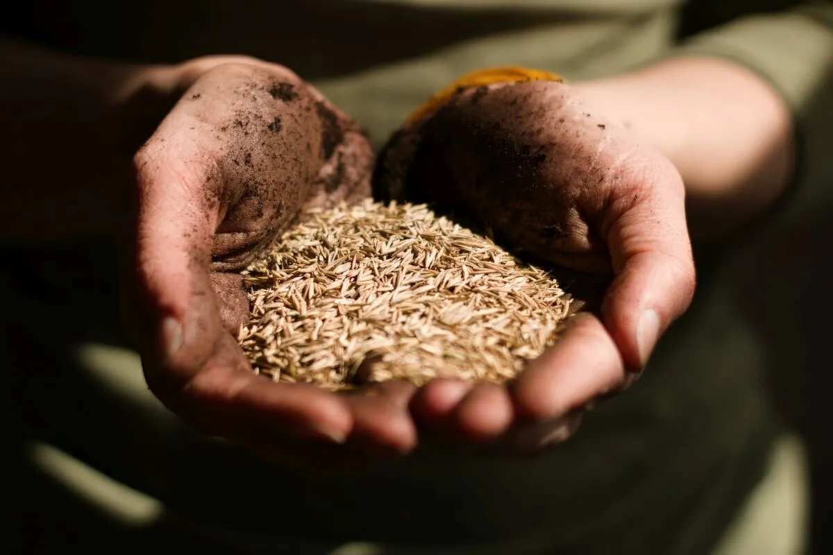 What's the Best Time to Plant Grass Seed in Utah?