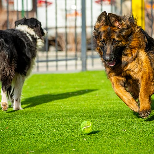 pets on artificial turf