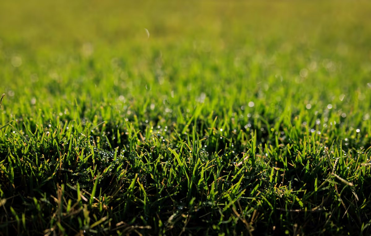 Bermuda Grass Utah