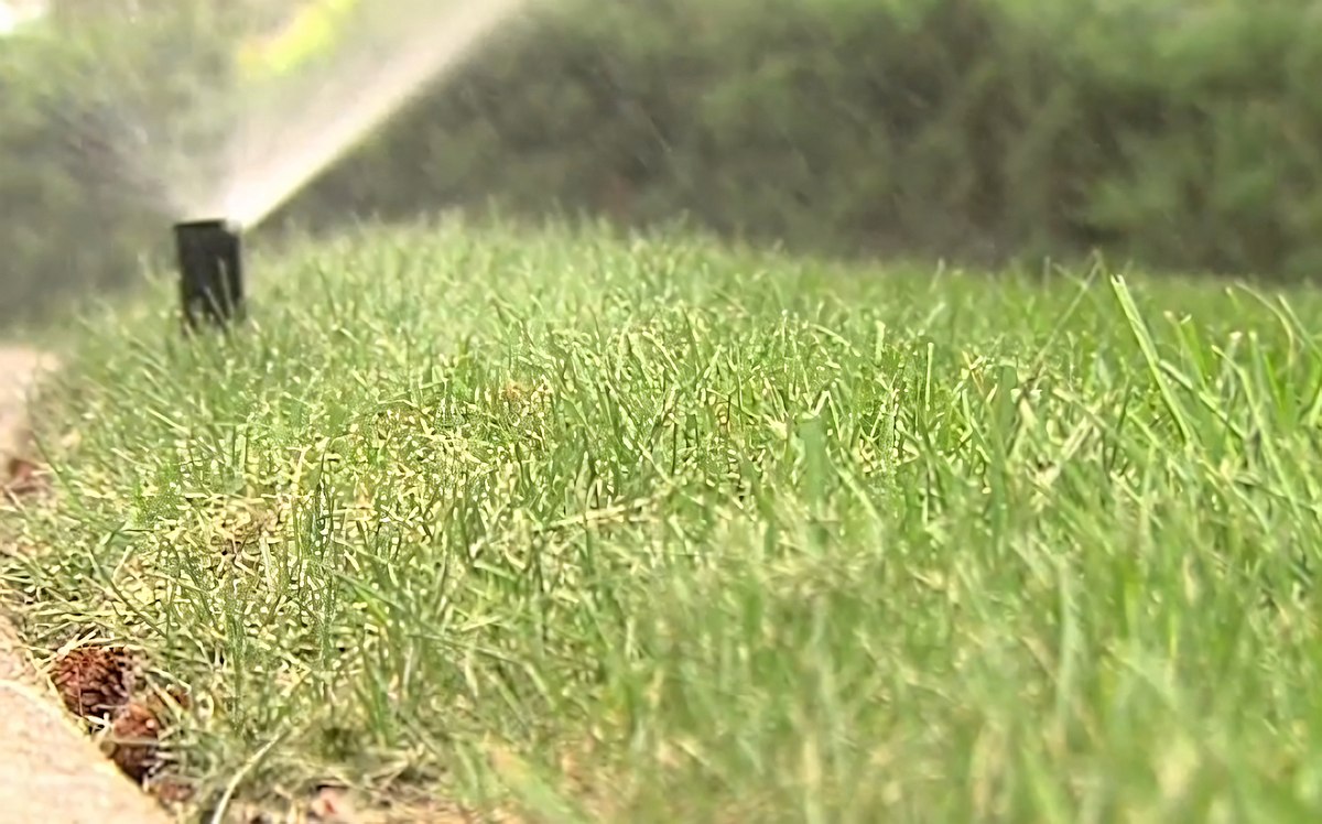 Grass Drought Tolerance