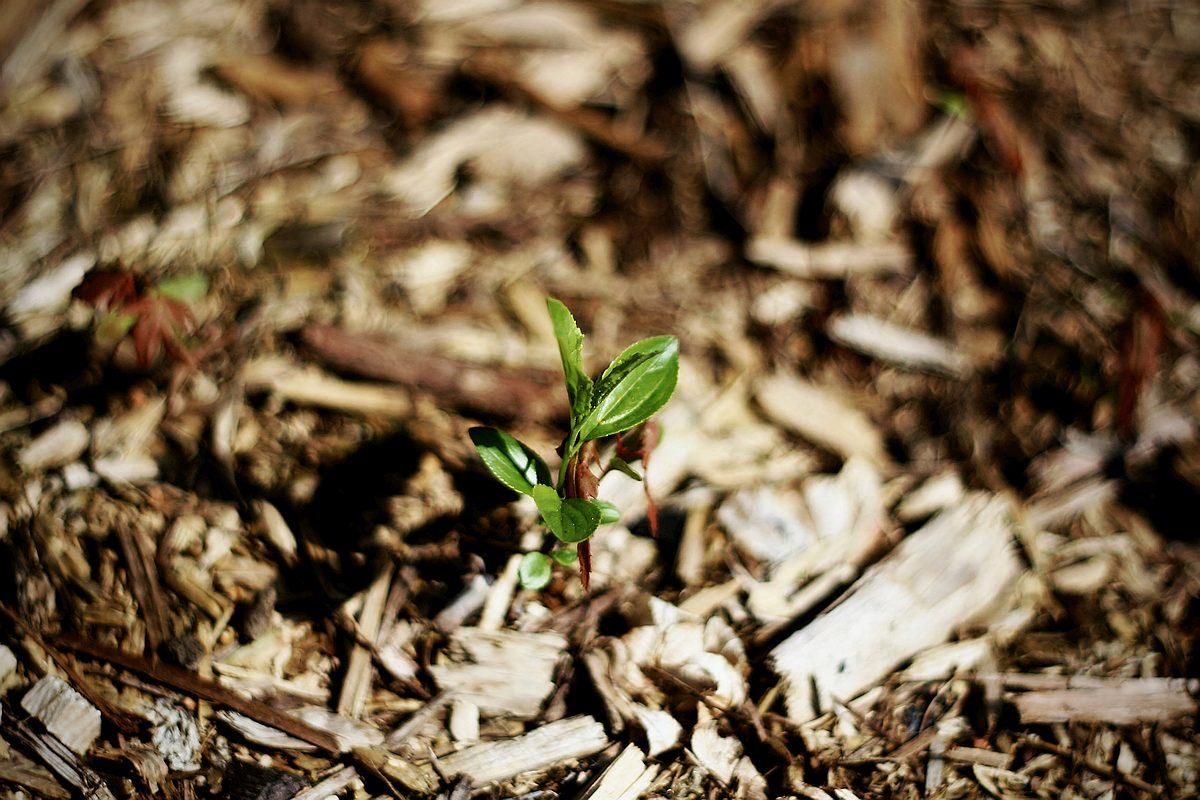 Mulch