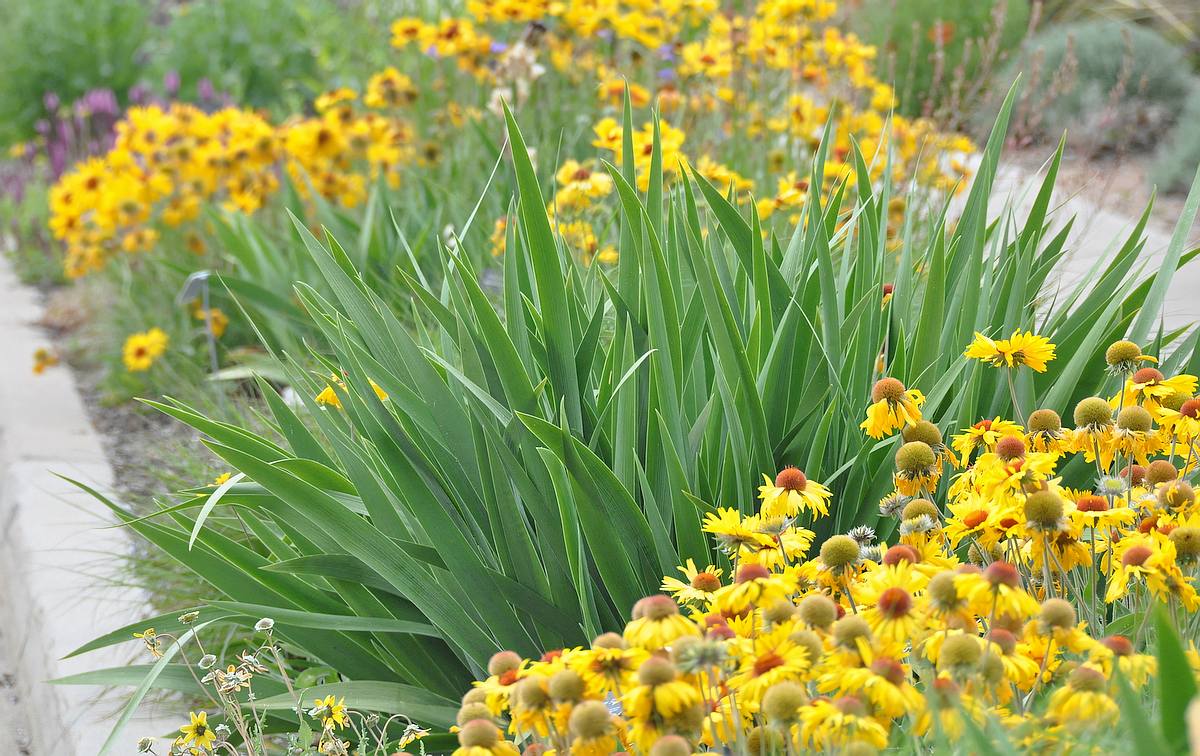 Native Utah Plants Front Yard