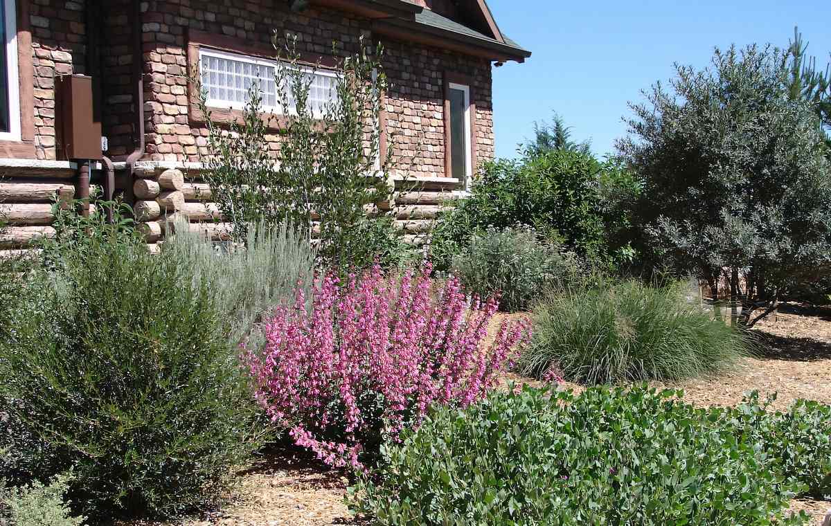 Native Utah Plants