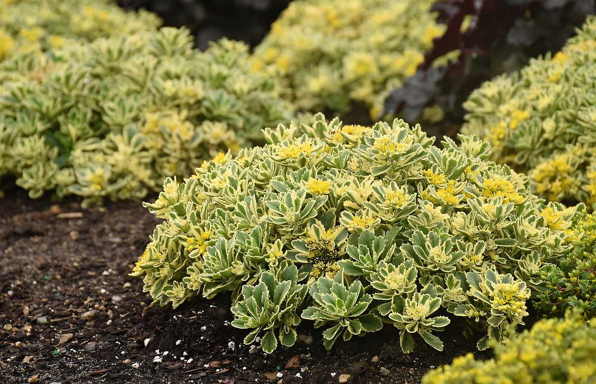 Sedum Utah