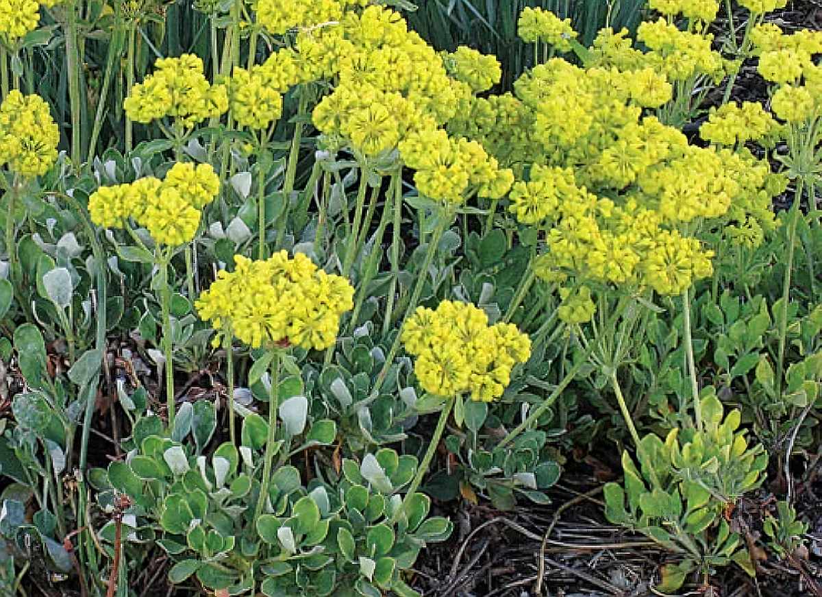 Sulfur Buckwheat