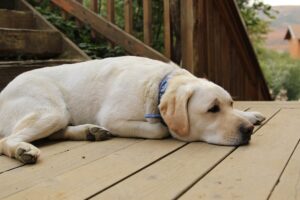 Utah Backyard Deck Ideas