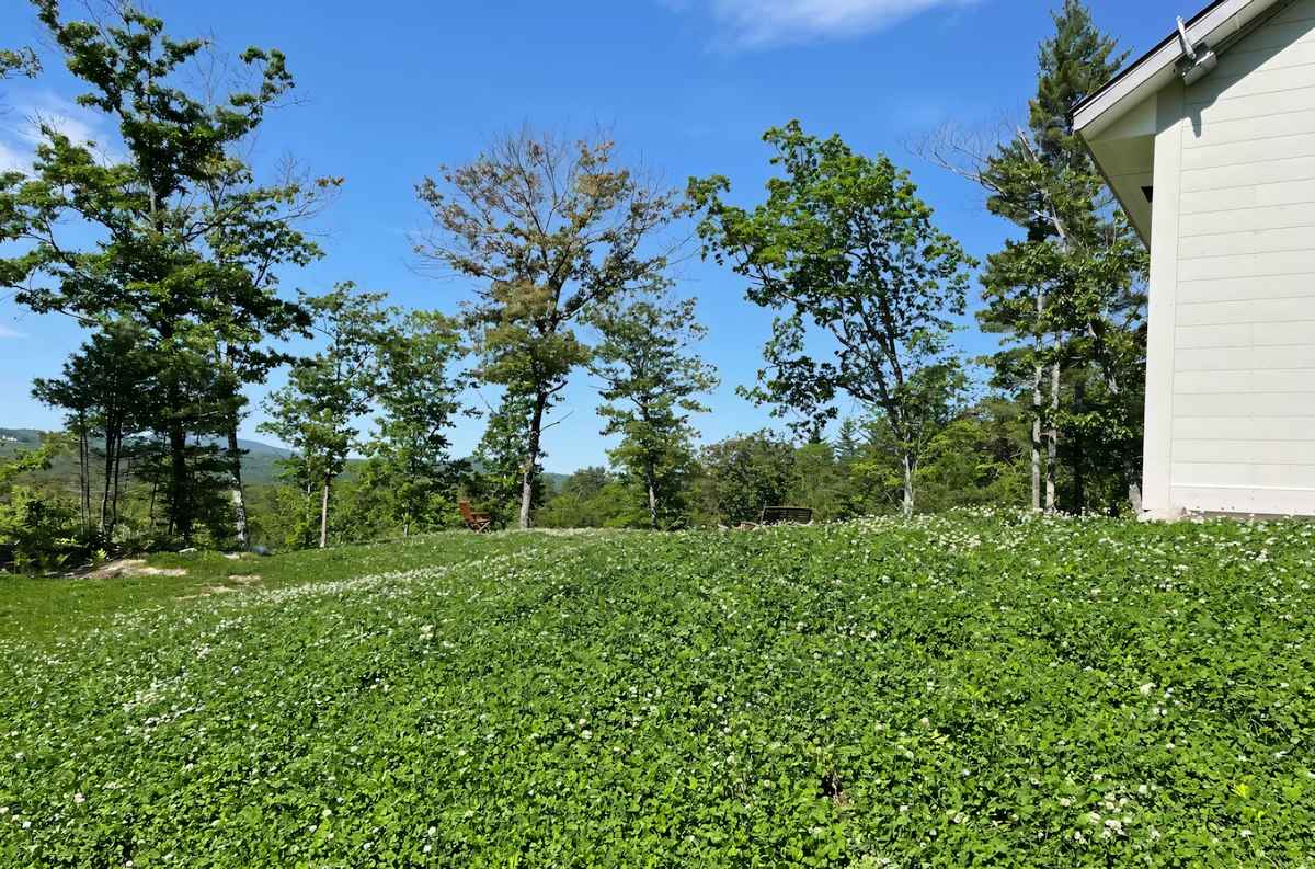 White Dutch Clover