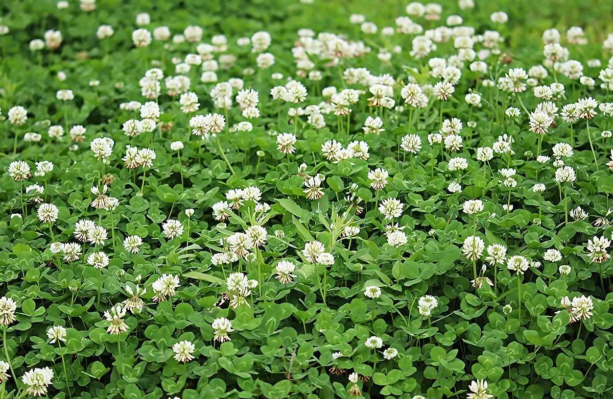 White Dutch Clover