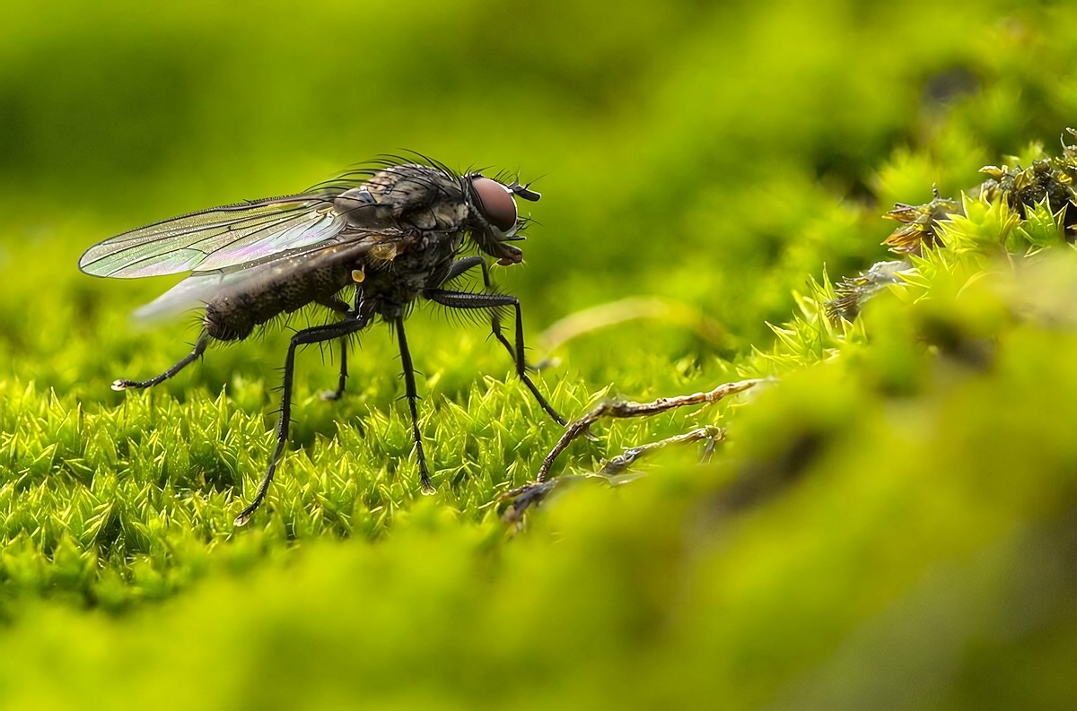 How To Maintain Artificial Grass Insects