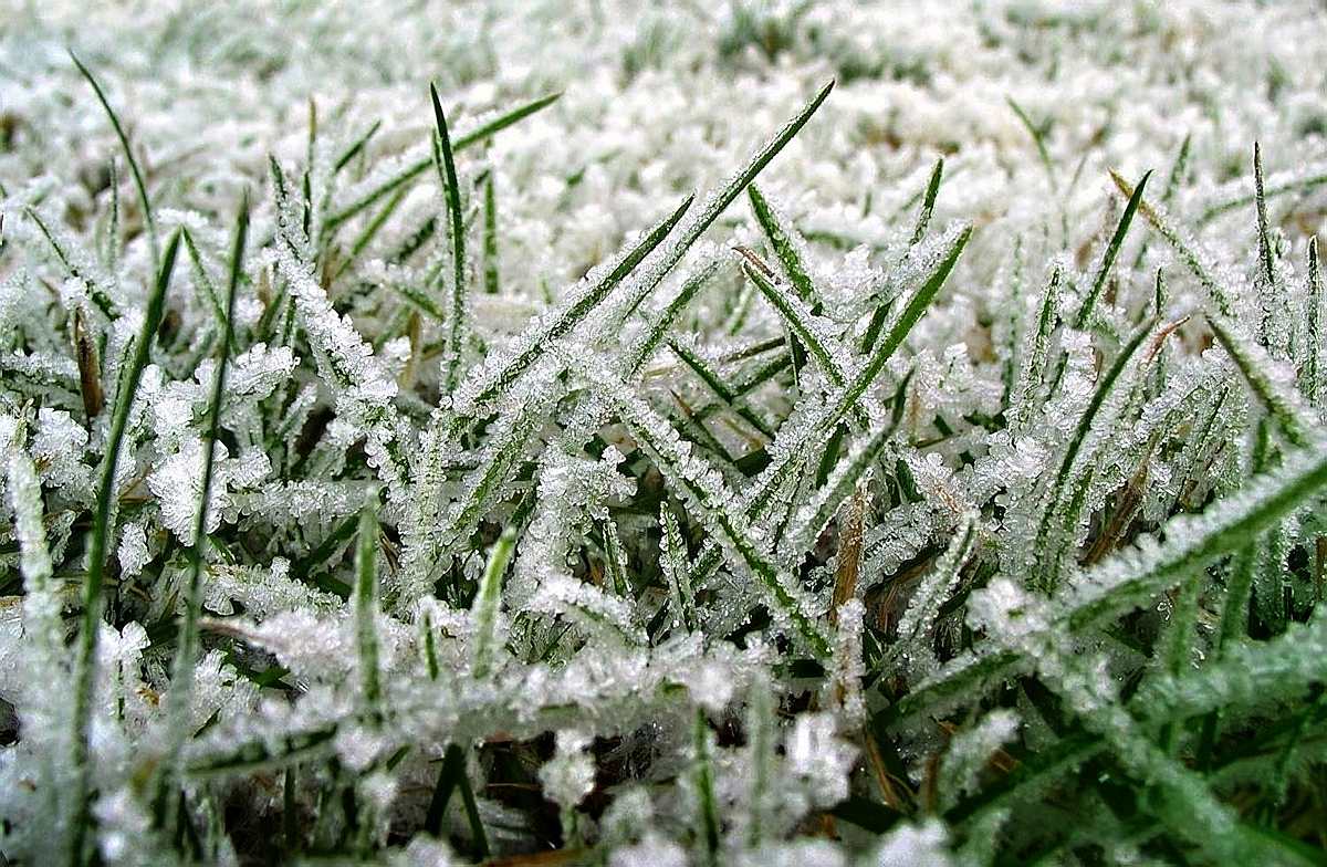 How To Maintain Artificial Grass Winter