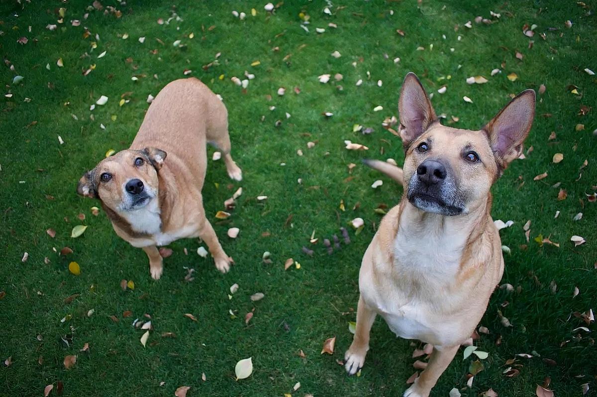 How To Maintain Artificial Grass With Dogs