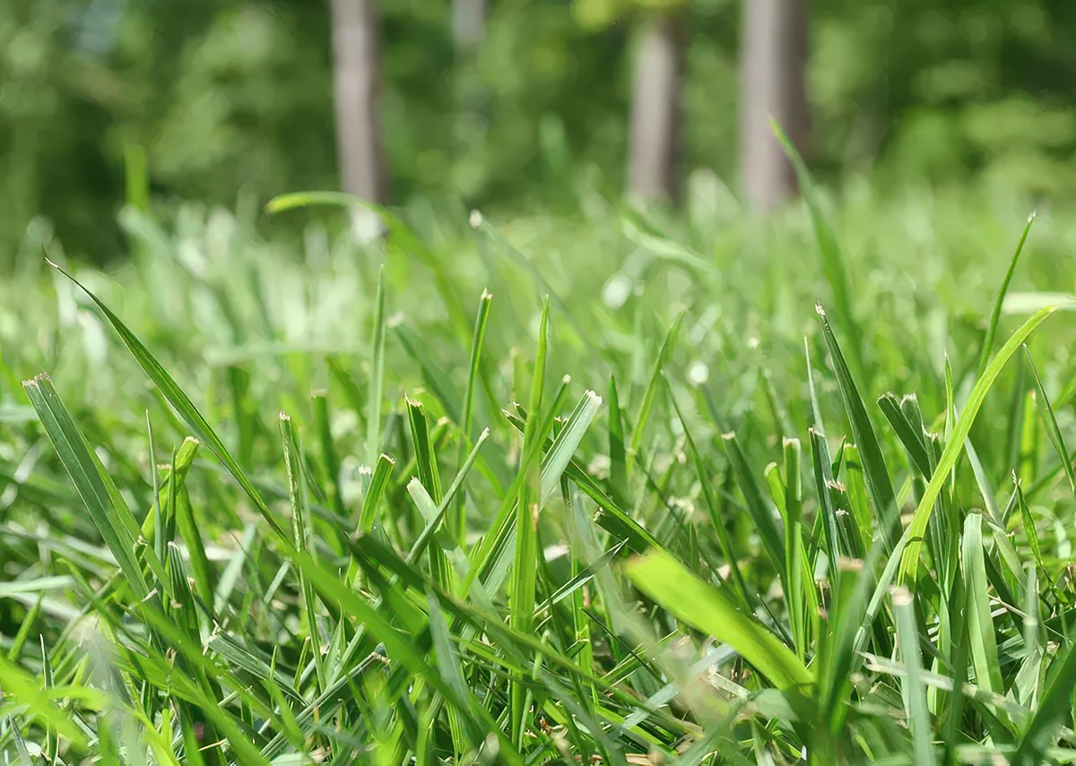 Bermuda Grass