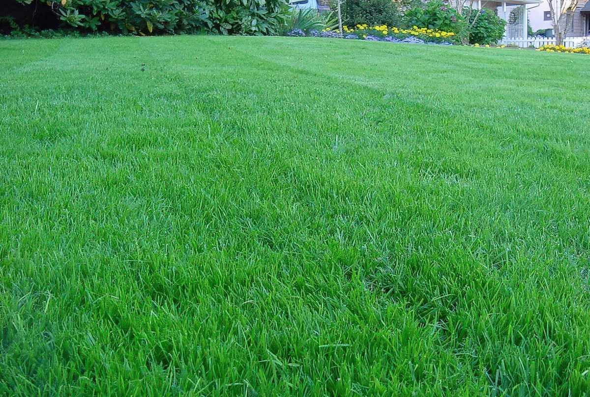 Kentucky Bluegrass Lawn