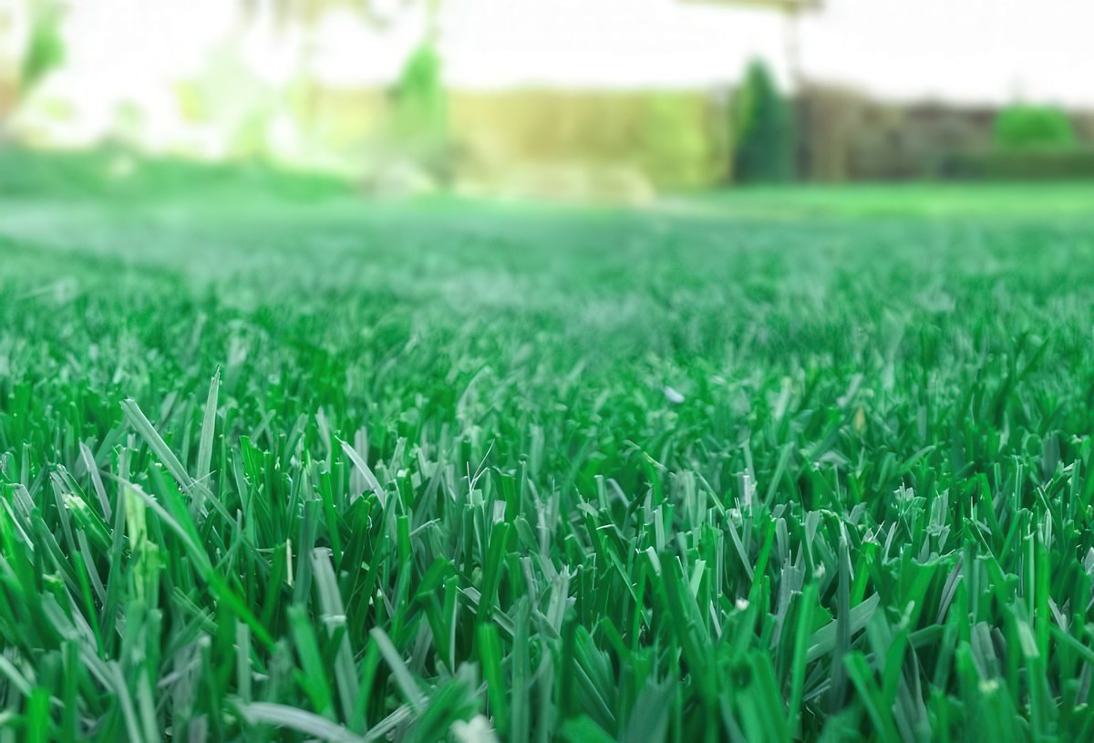 Kentucky Bluegrass