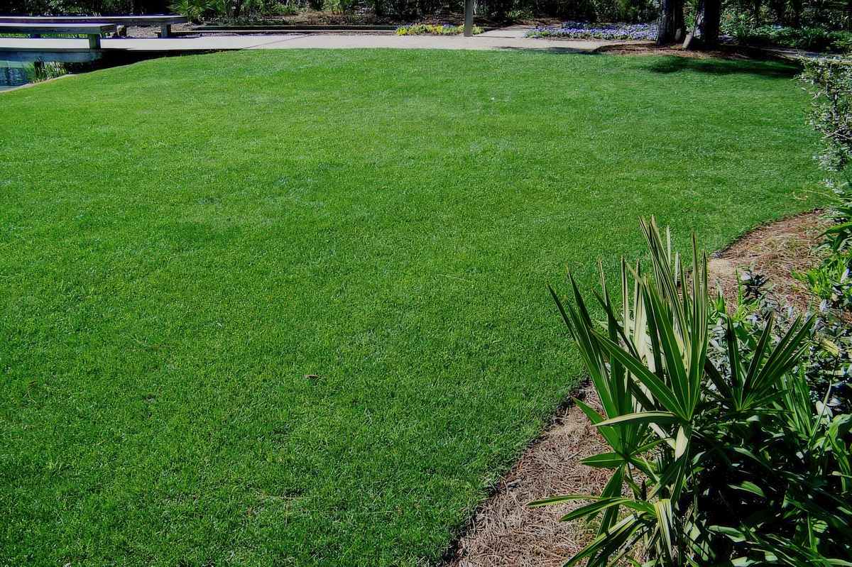 Perennial Ryegrass Lawn