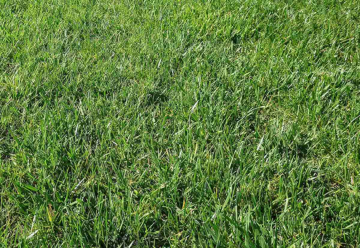 Perennial Ryegrass