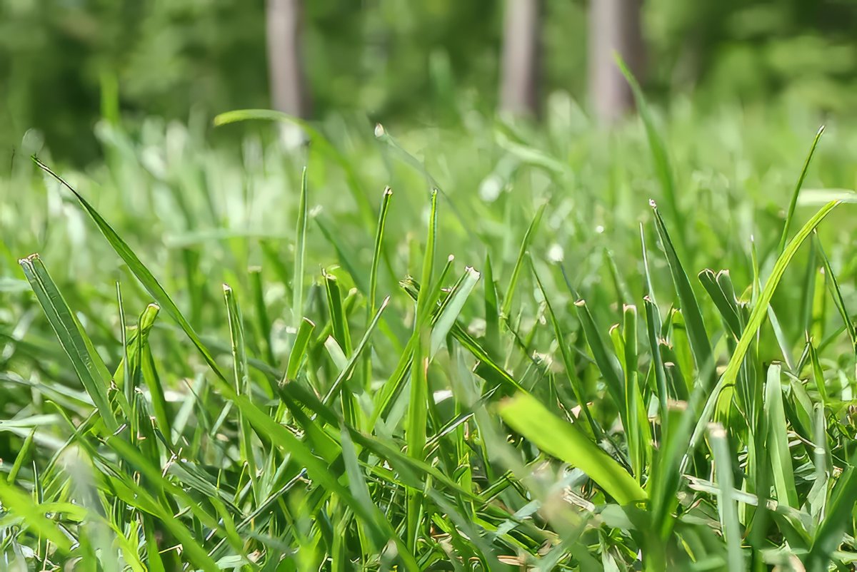 Bermuda Grass