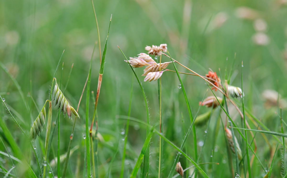 Buffalo Grass