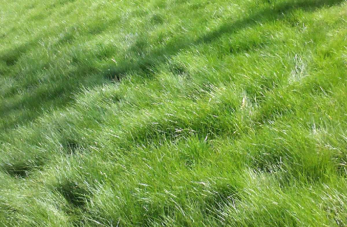 Fine Fescue