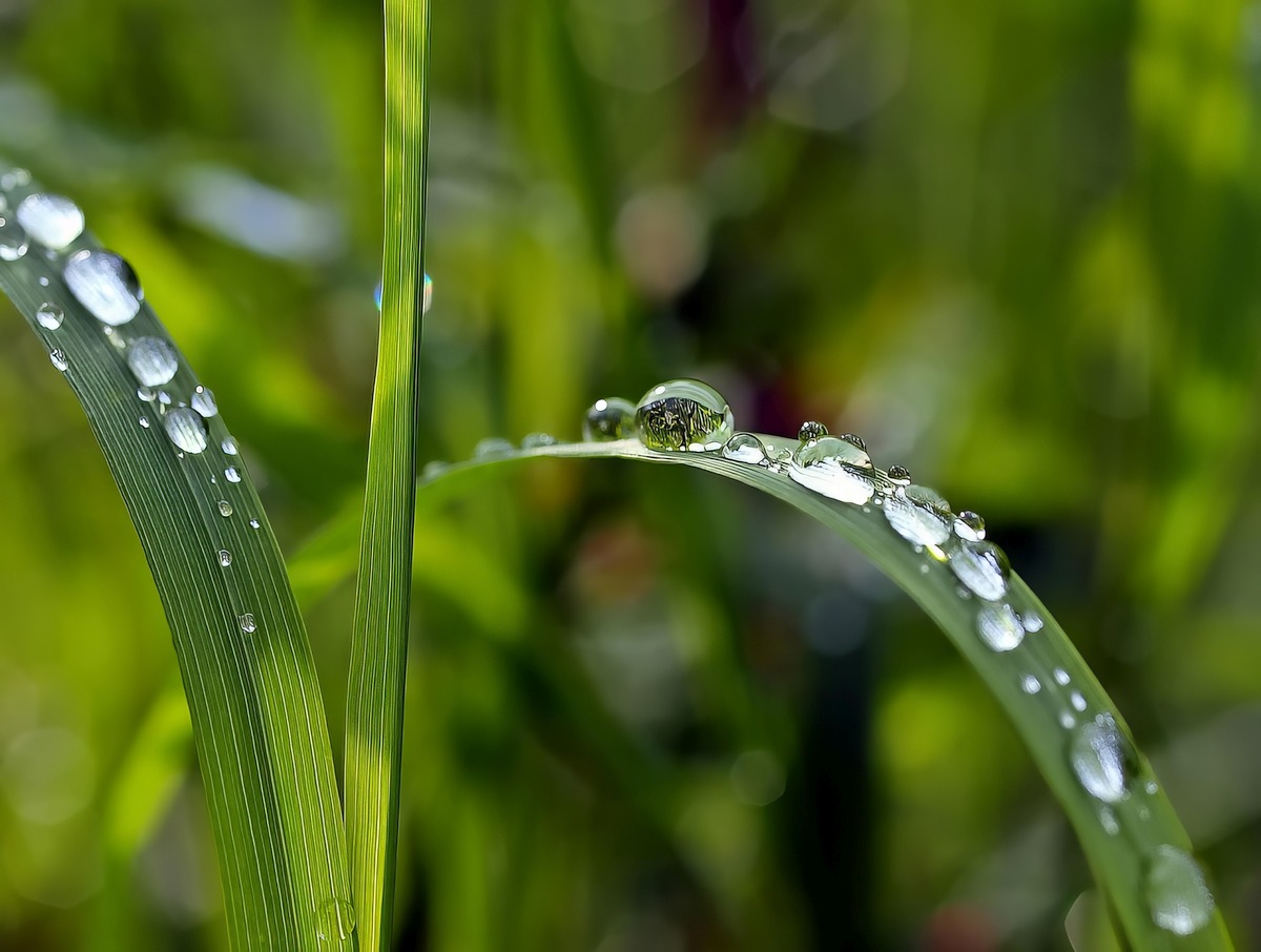 Grass Watering Schedule