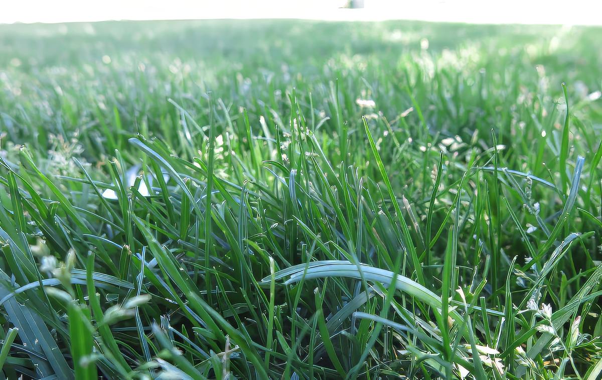 Kentucky Bluegrass Cool Season