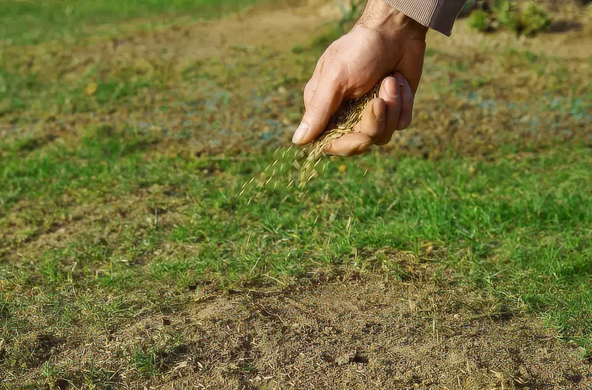 Overseeding Lawn