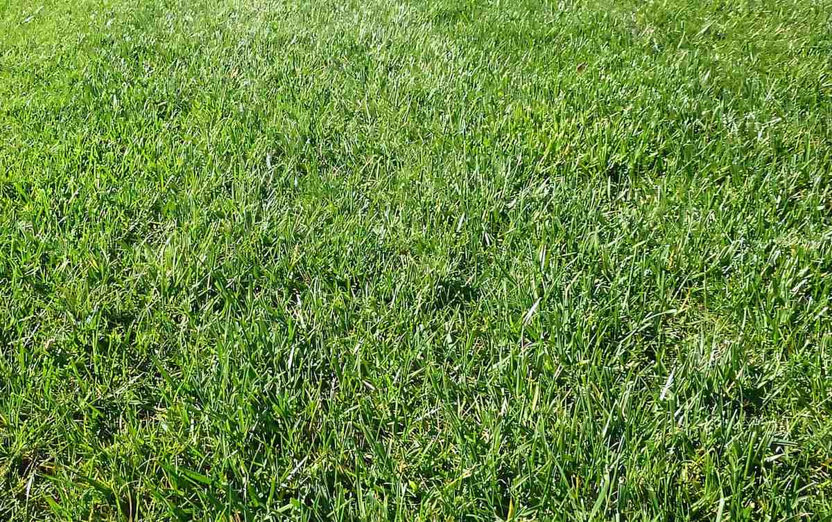 Perennial Ryegrass