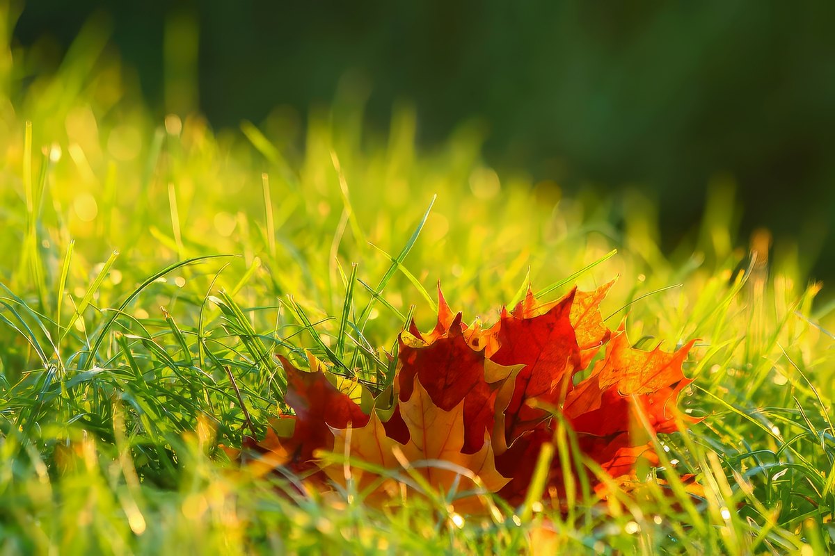 Plant Grass Seed Utah Fall