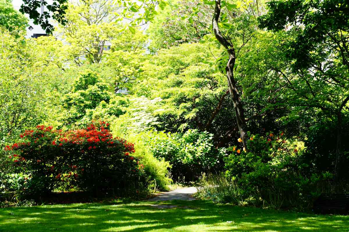 Shade Trees Yard