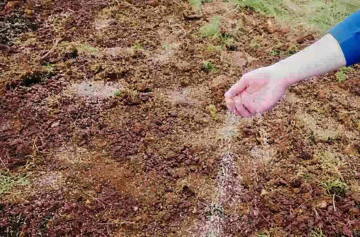 Spreading Grass Seed