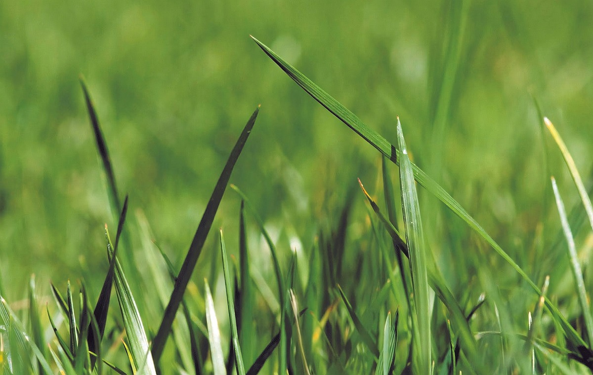 Tall Fescue