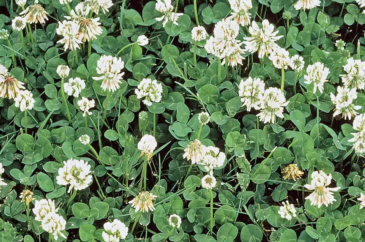 White Dutch Clover